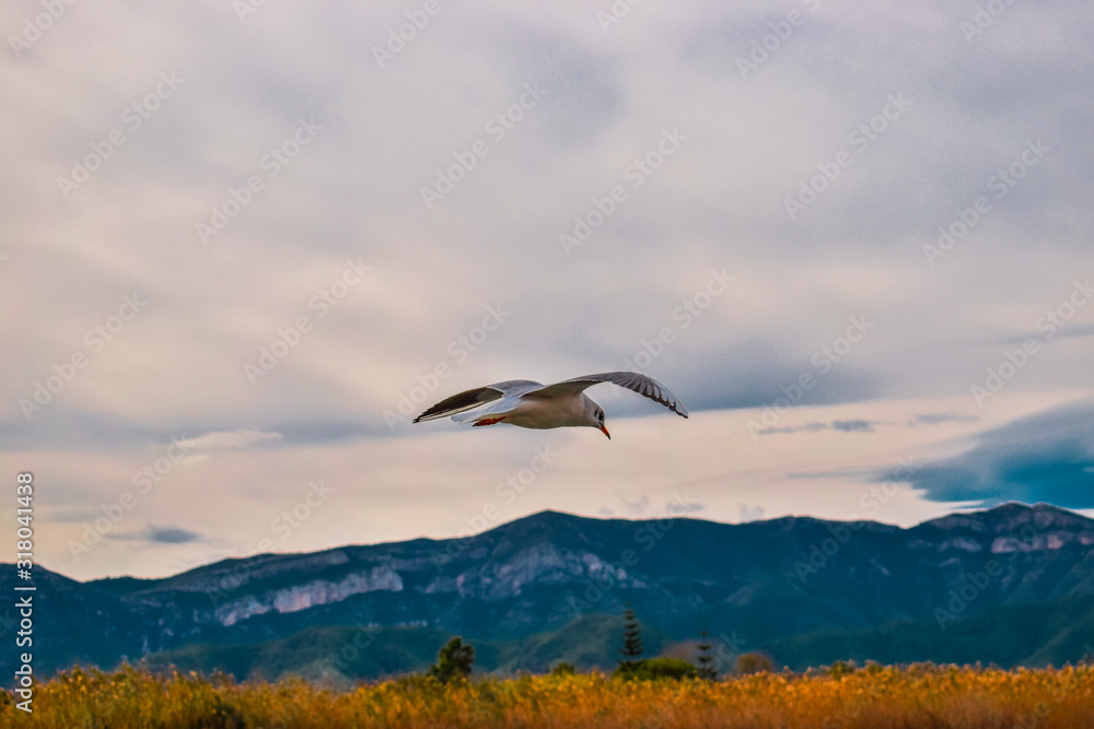 Fototapeta premium bird flying over a river