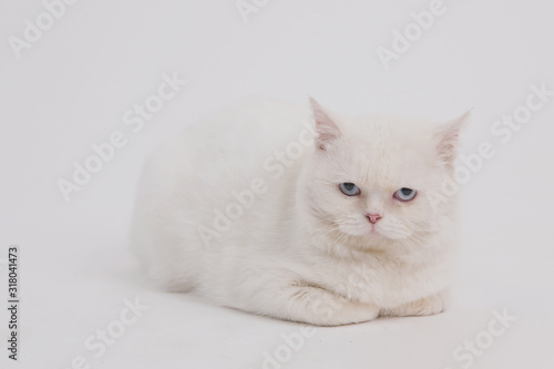 white blue eyed sad cat on a light background sits and lies © Антон Фрунзе