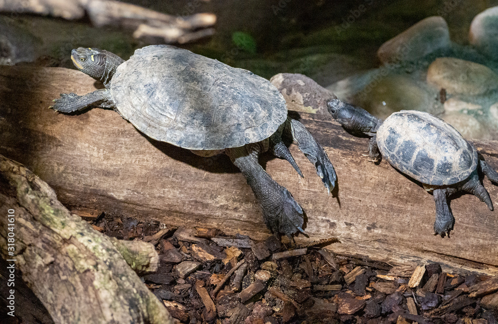 Obraz premium mother and baby turtles 