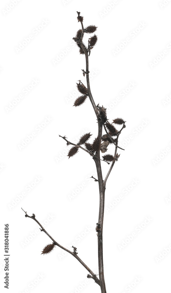 Dry burdock, thistle isolated on white background with clipping path Dry burdock, thistle isolated on white background with clipping path