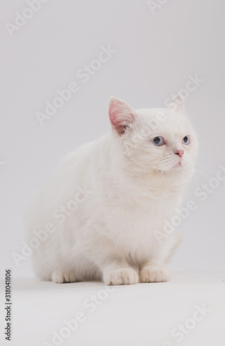 white blue eyed sad cat on a light background sits and lies