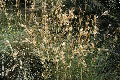 Australian grass in Royal Botanic Gardens, Melbourne, Australia photo