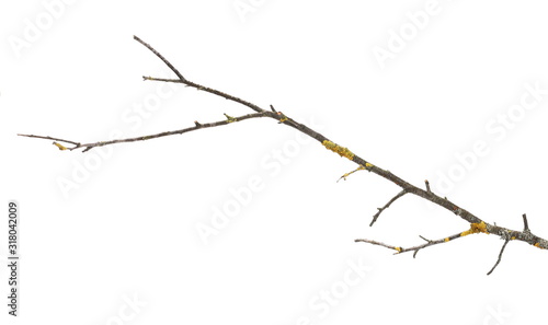 Dry branch with yellow lichen isolated on white background, clipping path