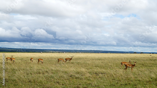 Antelopes Eating Grass in Africa