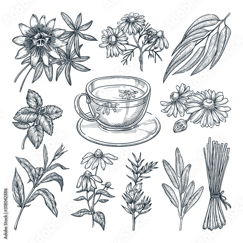 Medical tea herbs set, isolated on white background. Vector hand drawn sketch illustration