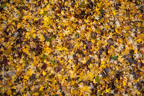suelo con hojas