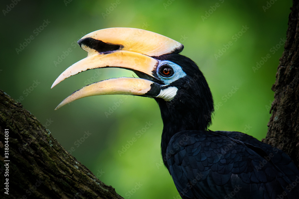 Oriental Pied-Hornbill - Anthracoceros albirostris large canopy-dwelling bird in Bucerotidae, sunda pied hornbill (convexus) and Malaysian pied hornbill. Flying, with the prey lizard Oriental Pied-Hornbill - Anthracoceros albirostris large canopy-dwelling bird in Bucerotidae, sunda pied hornbill (convexus) and Malaysian pied hornbill. Flying, with the prey lizard