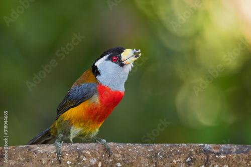 Toucan Barbet - Semnornis ramphastinus, beautiful colored special barbet from Andean forests, Mindo, Ecuador. photo