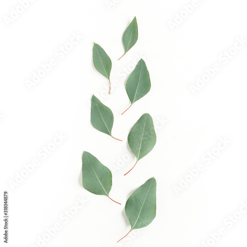 Pattern with green leaves eucalyptus populus isolated on white background. Flat lay, top view