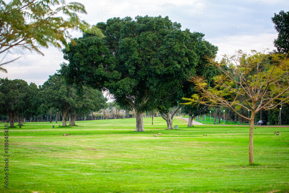 Ramat Gan National Park green grass background