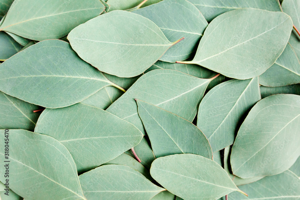 Obraz premium Background/Texture made of green eucalyptus leaves. Flat lay, top view