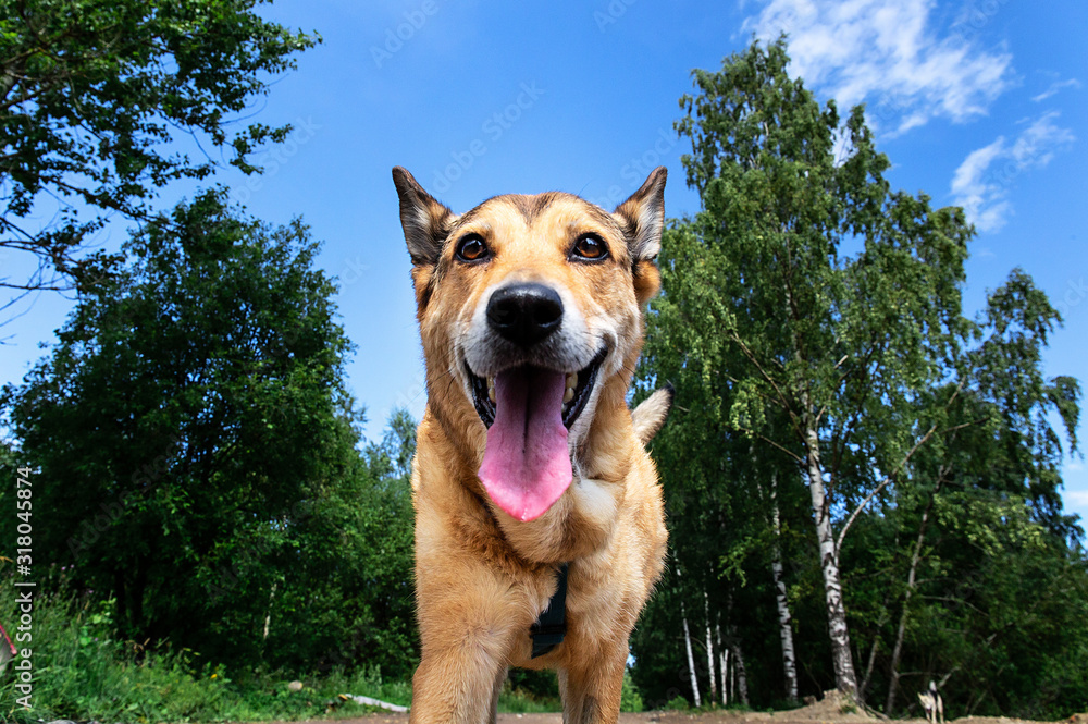 Fototapeta premium Cheerful dog walking on dirty path in countryside