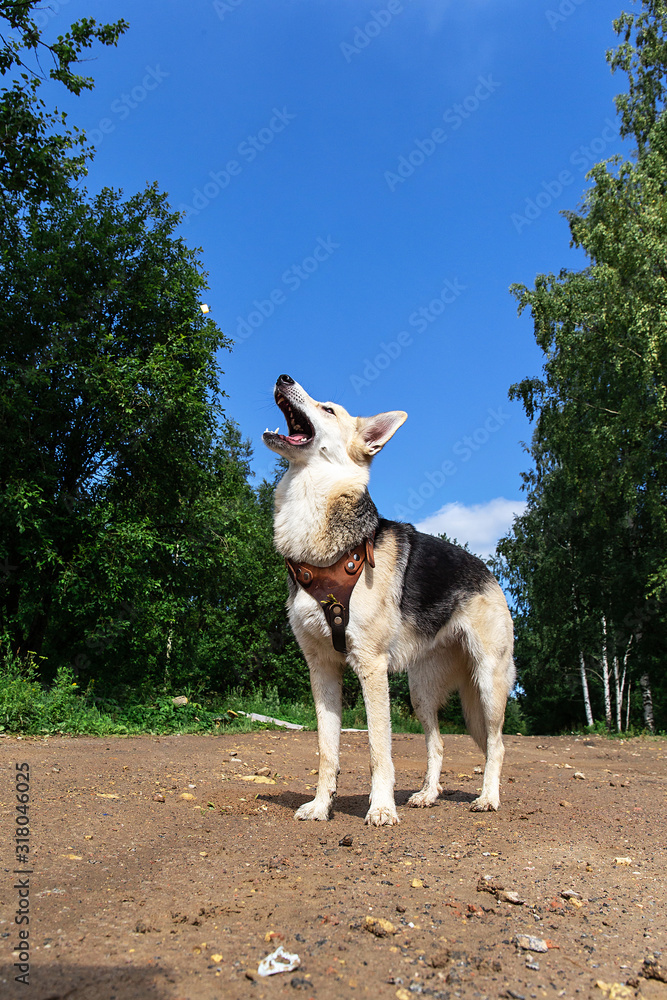 Attentive dog on at walk at countryside road