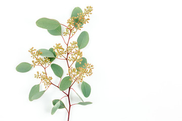 Green eucalyptus branch and leaves with fruits in the form of berries on white background. flat lay, top view. floral concept