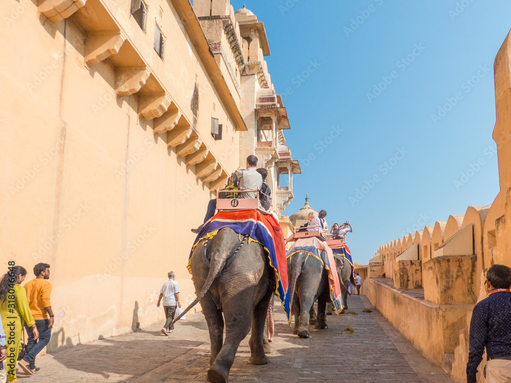 Naklejka premium Elephant Ride at Amber-Fort Amber Jaipur Rajasthan India