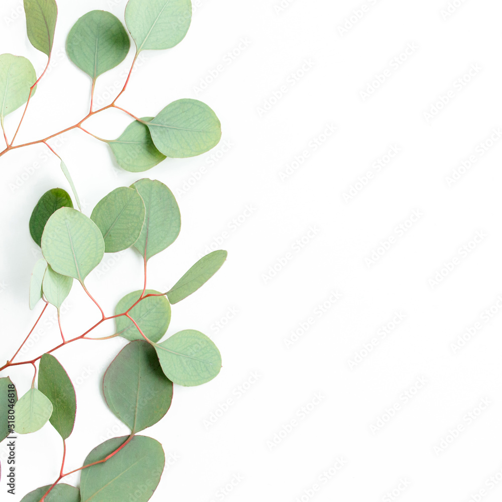 Obraz premium Eucalyptus branch, leaves isolated on white background. Flat lay, top view. floral concept