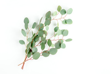 A bunch of twigs green eucalyptus  and leaves isolated on white background. flat lay, top view