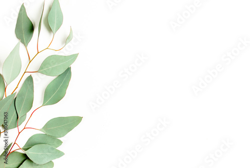 Eucalyptus branch, leaves isolated on white background. Flat lay, top view. floral concept