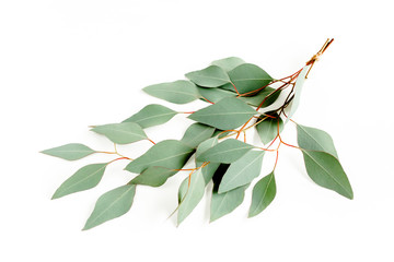 A bunch of twigs green eucalyptus  and leaves isolated on white background. flat lay, top view