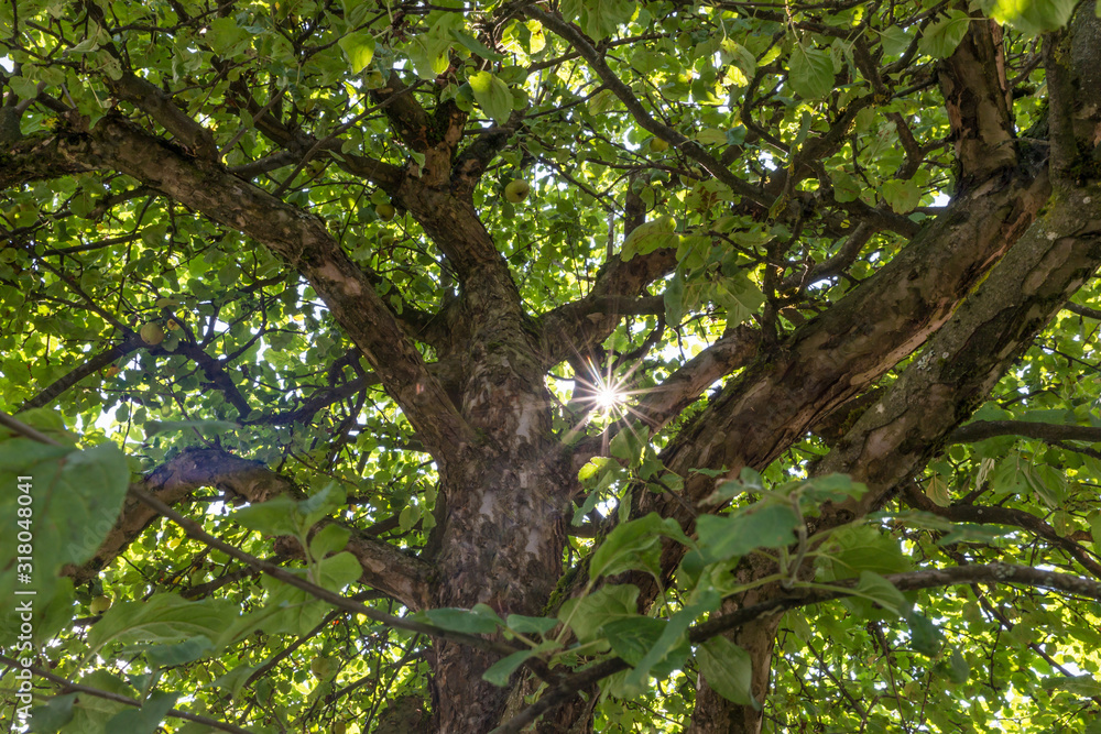 Fototapeta premium Sonnenstrahlen scheinen durch das Blätterdach eines Apfel Obstbaumes in einem Garten, Deutschland