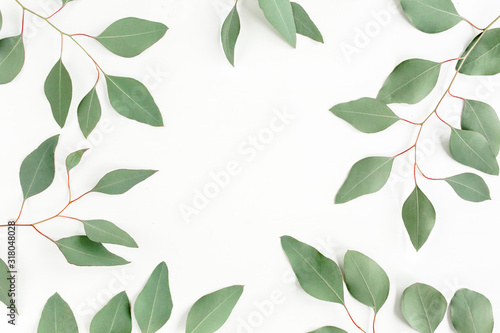 Leaves eucalyptus frame borders on white background with empty space for text. Flat lay, top view. floral concept