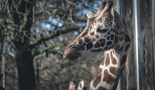 Photography portrait of giraffe