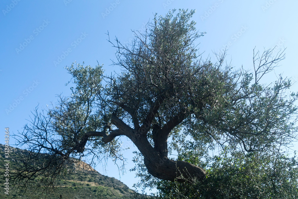 Fototapeta premium Crooked tree in front of sky and mountain, back lit