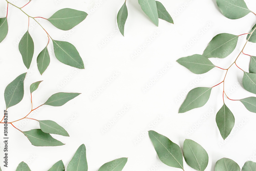 Naklejka premium Frame made green leaves eucalyptus populus isolated on white background. Flat lay, top view