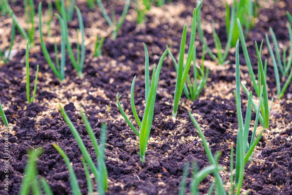 Young green leek sprouts appeared on the garden beds Young green leek sprouts appeared on the garden beds