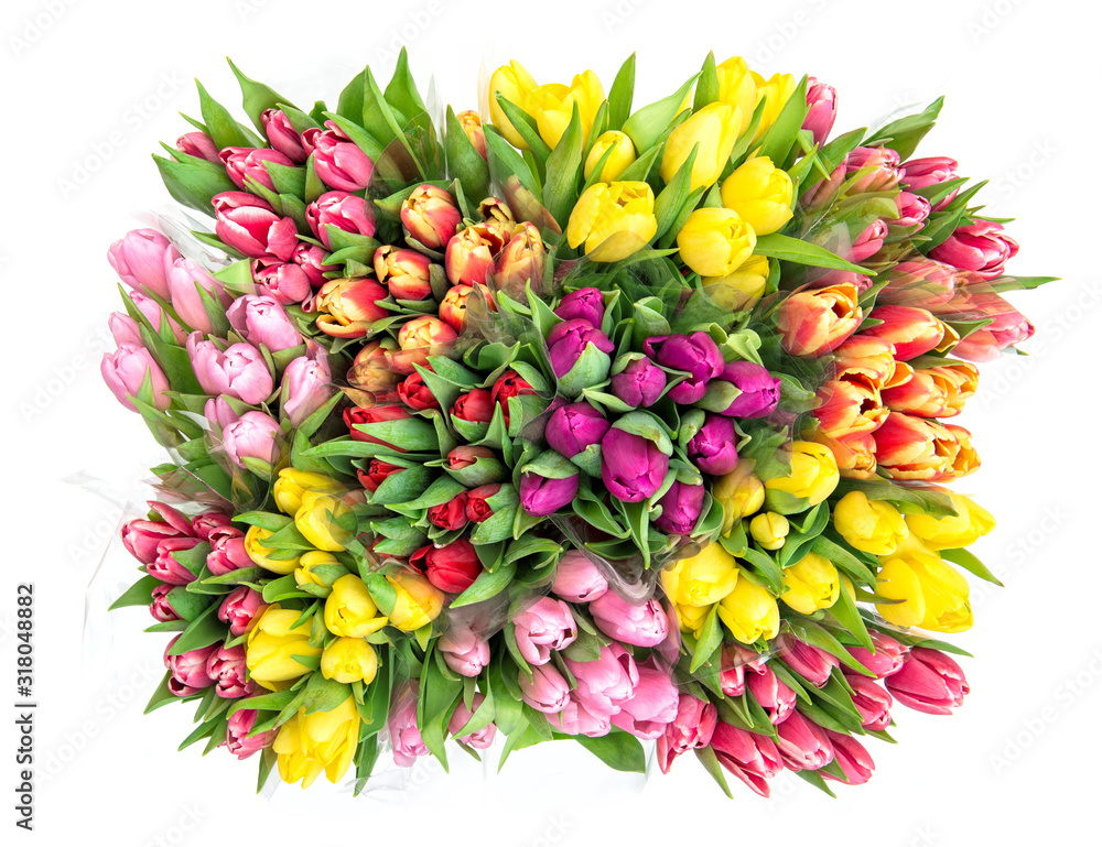 Tulip flower Spring bouquet isolated white background