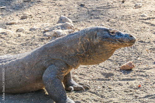 A close up on a gigantic  venomous Komodo Dragon roaming free in Komodo National Park  Flores  Indonesia. The dragon is following a scent. Toxic saliva is leaking from its mouth. Dangerous animal