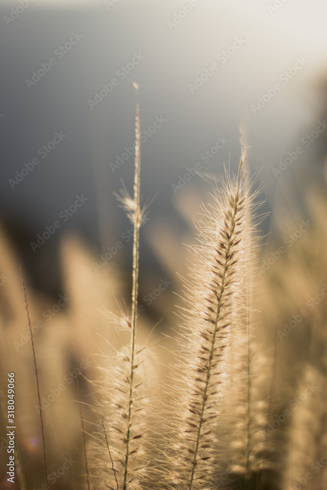 Fototapeta premium Campo de trigo