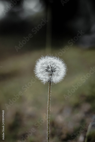 Flor Diente de Le  n blanco en campo verde