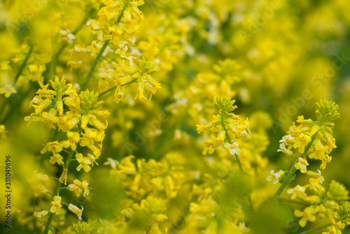 Yellow Flowers in Field
