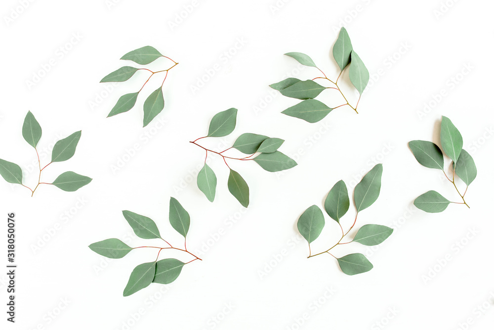 Green branch, leaves eucalyptus populus isolated on white background. Flat lay, top view Green branch, leaves eucalyptus populus isolated on white background. Flat lay, top view