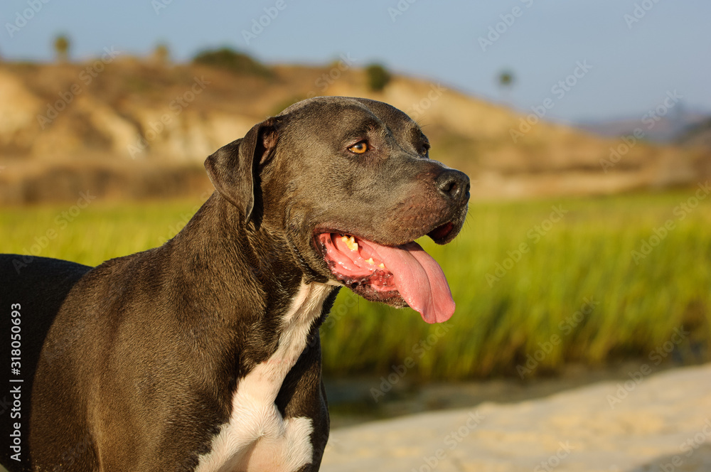 American Pit Bull Terrier dog portrait in lagoon