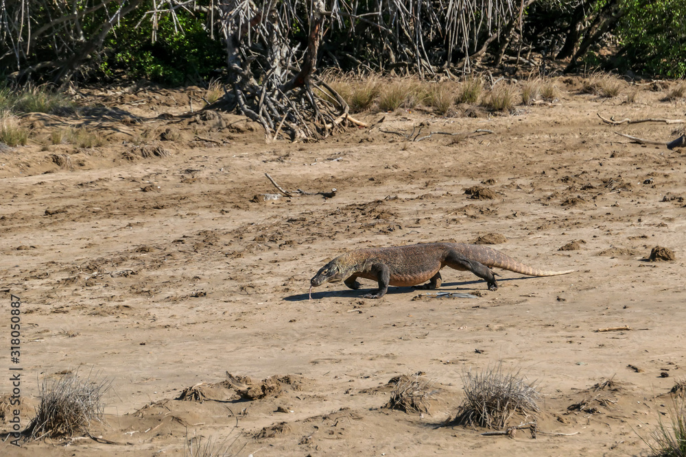 A gigantic, venomous Komodo Dragon roaming free in Komodo National Park