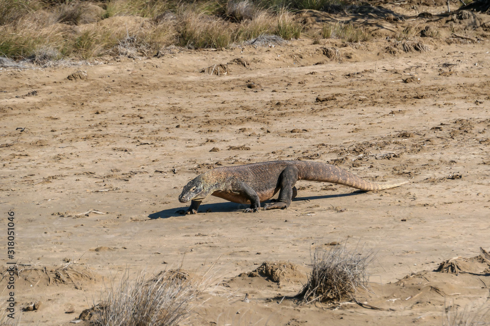 A gigantic, venomous Komodo Dragon roaming free in Komodo National Park