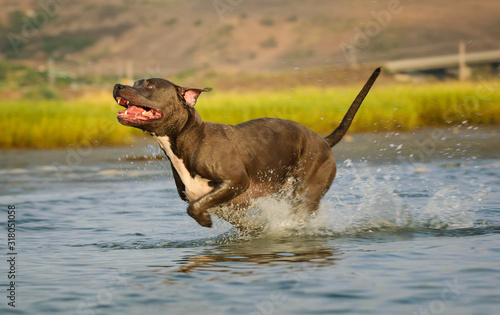 American Pit Bull Terrier running through water