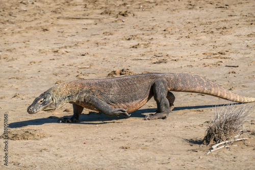 A gigantic  venomous Komodo Dragon roaming free in Komodo National Park  Indonesia. The dragon is fixated on its pray  follows the scent through barren desert. Dangerous animal in natural habitat