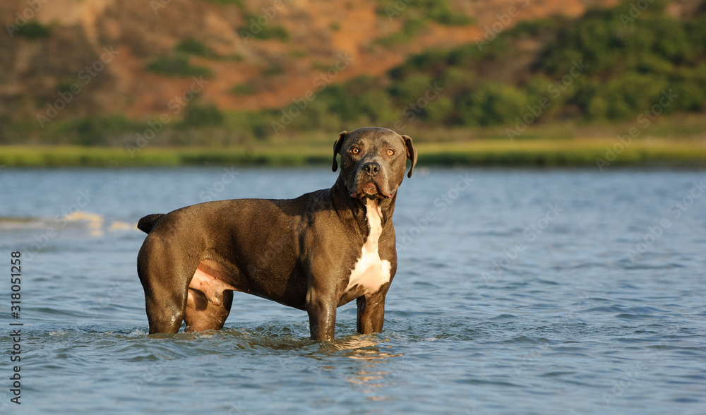 American Pit Bull Terrier dog standing in water American Pit Bull Terrier dog standing in water