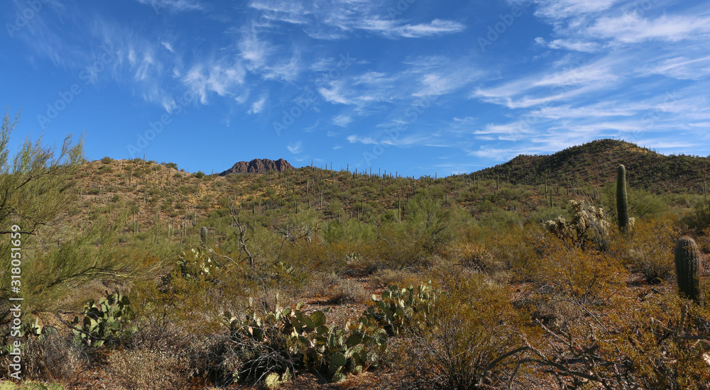 Desert hillside landscape with a variety of cacti in Tucson Arizona