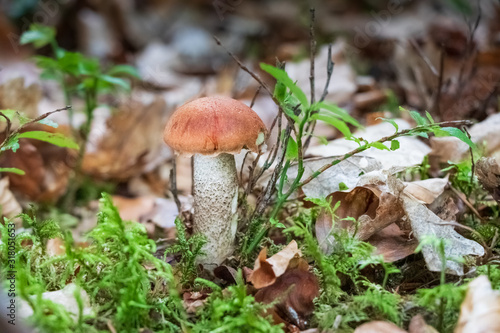 Mushroom (Leccinum) growing in the forest