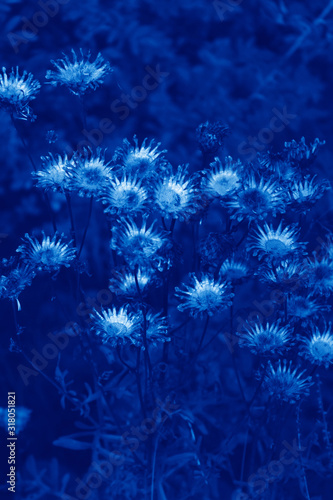Background of dried flowers.  Painted in classic blue 2020.  Blurry focus.