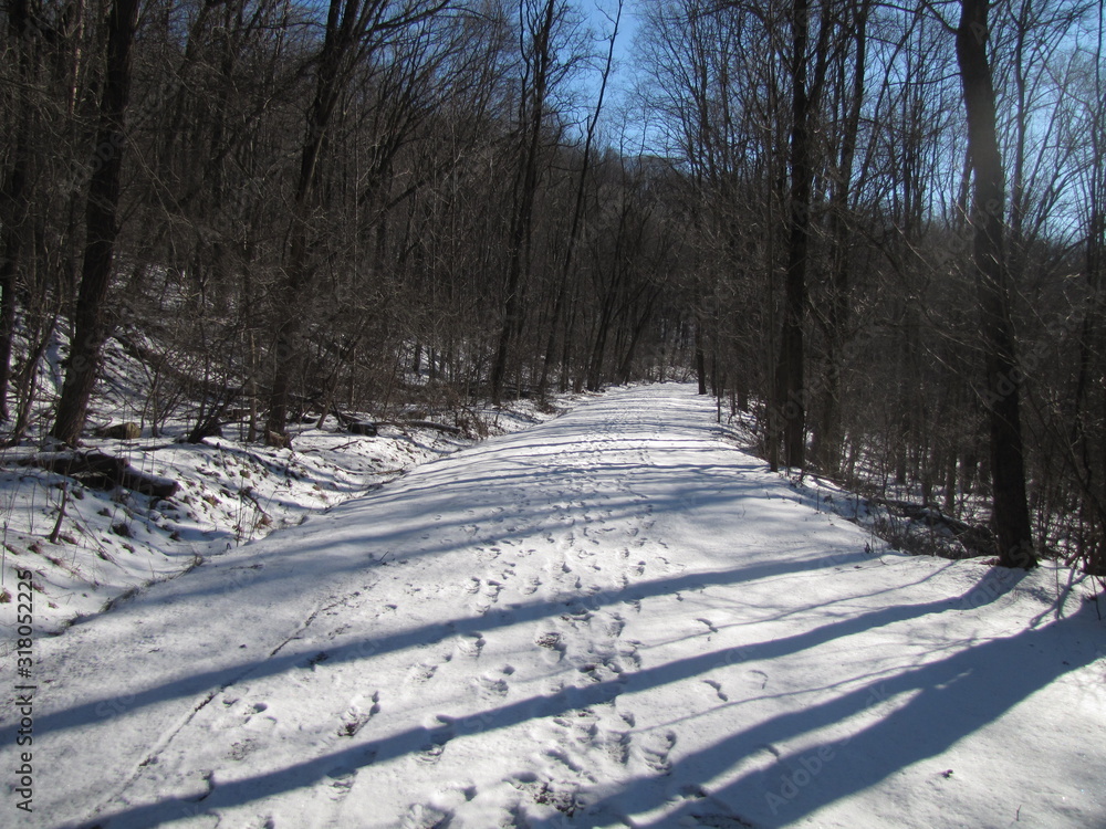 Obraz premium Winter Walk in the Woods