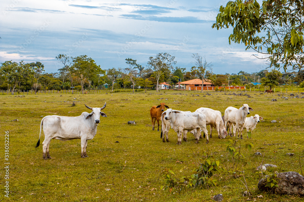 Fototapeta premium landscape with cows and cloudy sky