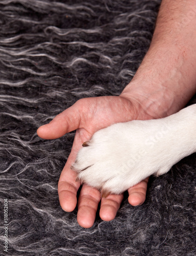 Handshake of a dog paw and human hand. Dog and Man Friendship Concept