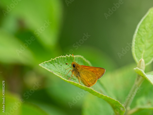 Small Skipper ( Thymelicus sylvestris) Butterfly