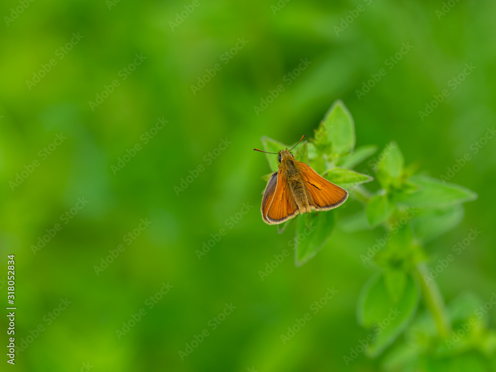 Small Skipper ( Thymelicus sylvestris) Butterfly Small Skipper ( Thymelicus sylvestris) Butterfly