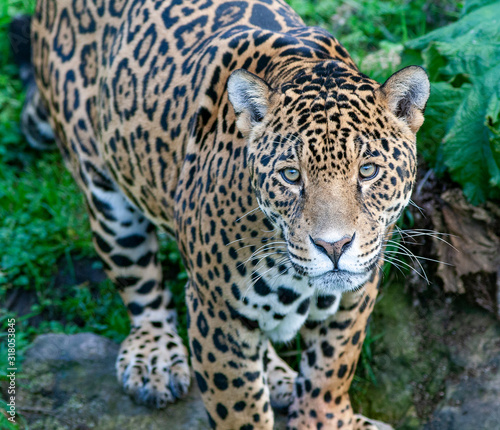 jaguar